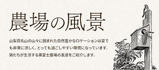 山梨百名山の山々に囲まれた自然豊かなロケーションは夏でも非常に涼しく、とっても過ごしやすい環境になっています。鶏たちが生活する黒富士農場の風景をご紹介します。