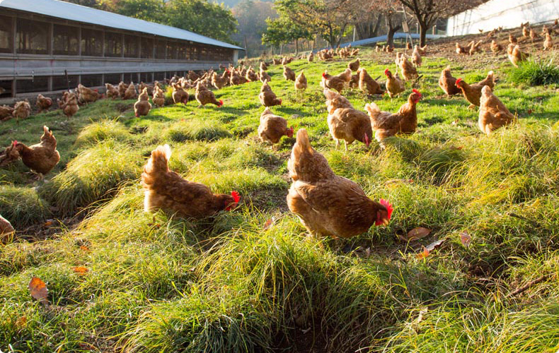 こだわり 自然循環農法を取り入れたオーガニック卵の 黒富士農場